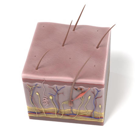3d renderings of skin anatomyの写真素材