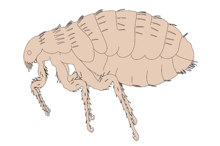 2d cartoon illustration of fleaの写真素材