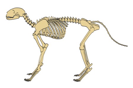 2d cartoon illustration of feline skeletonの写真素材