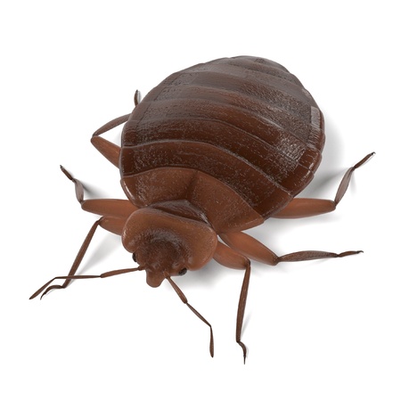 realistic 3d render of bedbugの写真素材