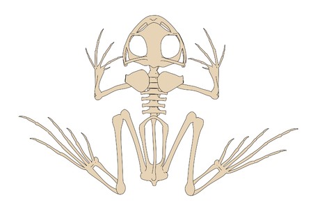 2d cartoon illustration of toad skeletonの写真素材