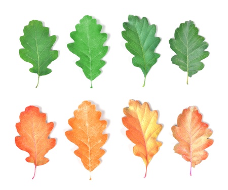 realistic 3d render of leaf