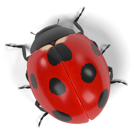 realistic 3d render of coccinella sepmtempunctataの写真素材