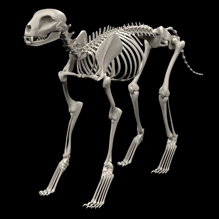 realistic 3d render of cat skeleton