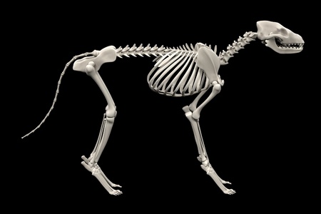 realistic 3d render of dog skeletonの写真素材
