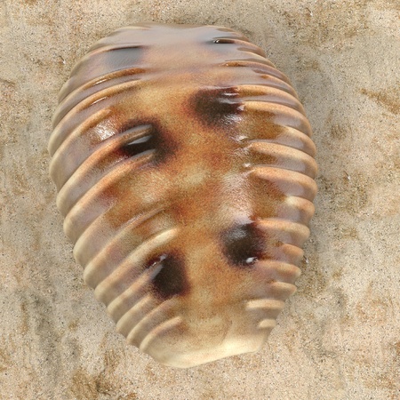 realistic 3d render of Pusula Pediculus (Coffee Bean Trivia)の写真素材