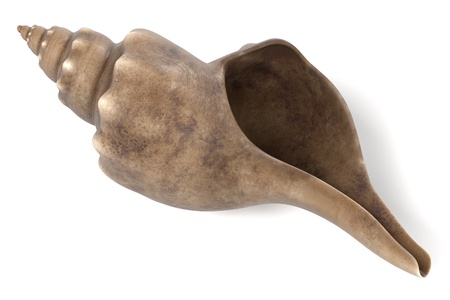 realistic 3d render of Triplofusus Giganteus (Florida Horse Conch)