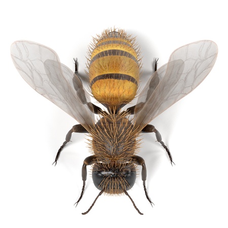 realistic 3d render of apis meliferaの写真素材
