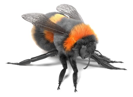 realistic 3d render of bombus terrestrisの写真素材