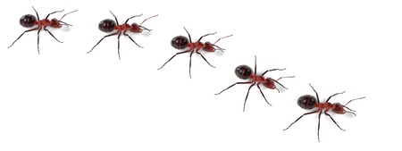 realistic 3d render of ants walkingの写真素材