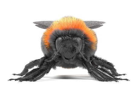 realistic 3d render of bombus terrestrisの写真素材