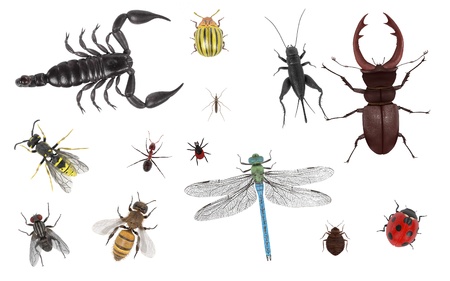 realistic 3d render of insectの写真素材