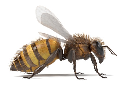 realistic 3d render of apis meliferaの写真素材