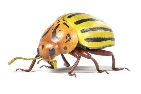 realistic 3d render of potato beetleの写真素材