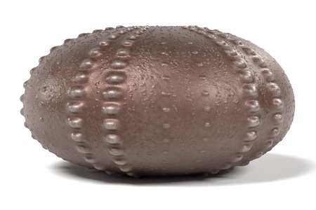 realistic 3d render of sea urchin shell