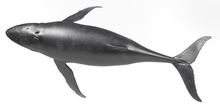 Realistic 3D Render of Humpback Whaleの写真素材