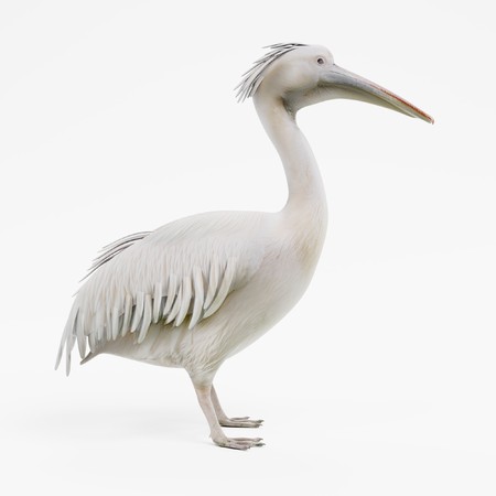 Realistic 3D Render of Pelicanの写真素材