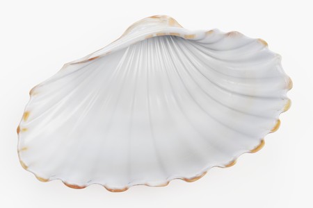 Realistic 3D Render of Clam