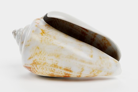 Realistic 3D Render of Clam