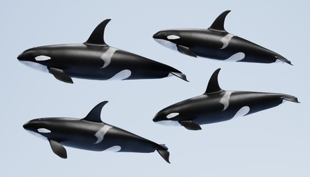 Realistic 3D Render of Killer Whaleの写真素材