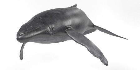 Realistic 3D Render of Humpback Whaleの写真素材