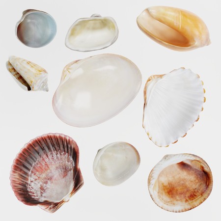 Realistic 3D Render of Seashells