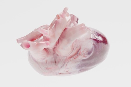 Realistic 3d Render of Human Heartの写真素材