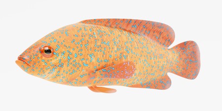 Realistic 3d Render of Coral Grouperの写真素材