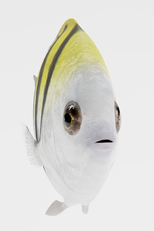Realistic 3D Render of Sergeant Major
