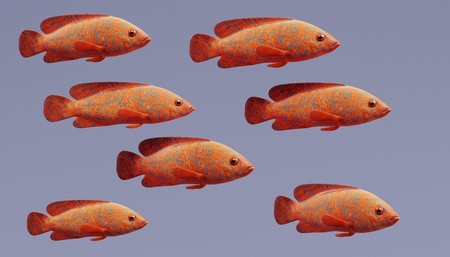 Realistic 3d Render of Coral Grouperの写真素材