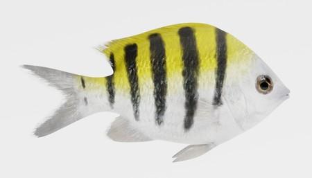 Realistic 3D Render of Sergeant Major