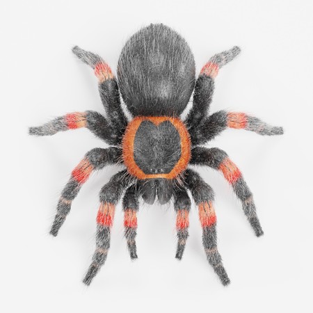 Realistic 3D Render of Tarantulaの写真素材