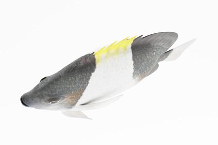 Realistic 3D Render of Black Pyramid Butterflyfishの写真素材