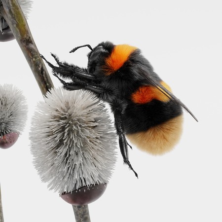 3D Render of Willow Catkings with Bumblebeeの写真素材