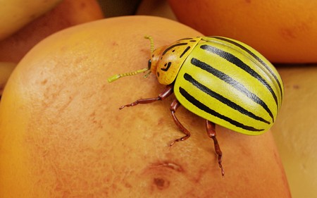 3D Render of Potato Beetle on Potatoの写真素材