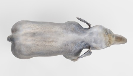 Realistic 3D Render of Asian Elephantの写真素材