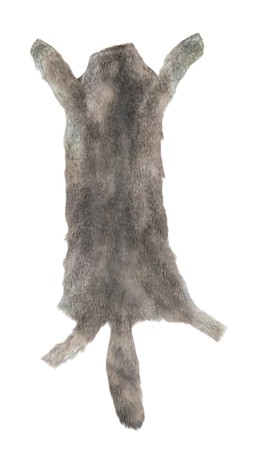 Realistic 3D Render of Wolf Skin