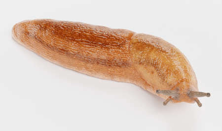 Realistic 3D Render of Dusky Arion - Slug