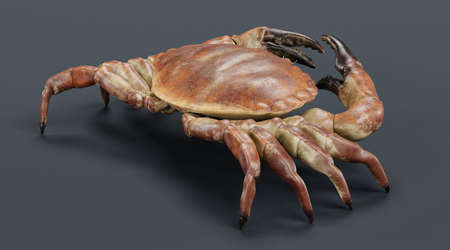 Realistic 3D Render of Edible Crabの写真素材