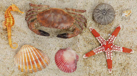 Realistic 3D Render of Sea Animals