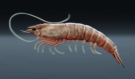 Realistic 3D Render of Prawnの写真素材