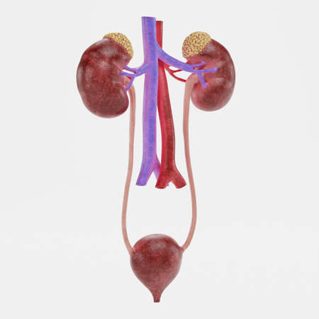 Realistic 3D Render of Urinary Tractの写真素材