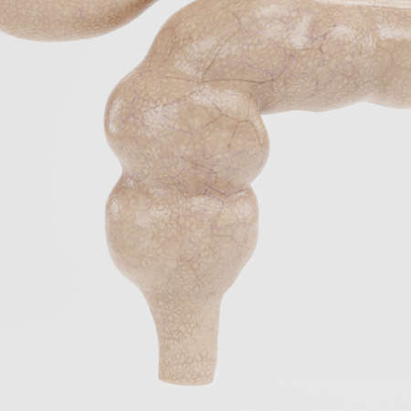 Realistic 3D Render of Human Digestive System