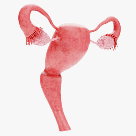 Realistic 3D Render of Female Reproductive Systemの写真素材