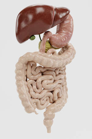 Realistic 3D Render of Human Digestive Systemの写真素材