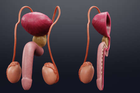 Realistic 3D Render of Male Reproductive Systemの写真素材