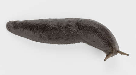 Realistic 3D Render of Black Slugの写真素材