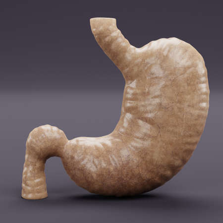 Realistic 3D Render of Human Stomachの写真素材