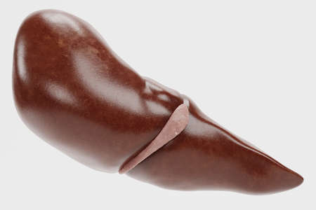 Realistic 3D Render of Human Liverの写真素材
