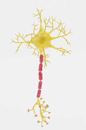 Realistic 3D Render of Neuron